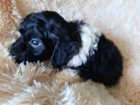 TIGER, a male Poodle - Toy  for sale in Locust Grove, GA – 4 of 10