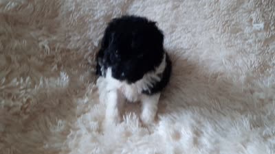 TEDDY BEAR , a male Poodle - Toy  for sale in Locust Grove, GA – 7 of 8