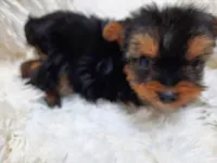 ANGLE , a female Yorkshire Terrier for sale in Locust Grove, GA – 5 of 8