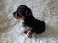 MOLLY, a female Yorkshire Terrier for sale in Locust Grove, GA – 10 of 10