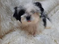 CANDY CANE, a female Shih Tzu for sale in Locust Grove, GA – 1 of 10