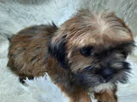 LADY, a female Yorkshire Terrier for sale in Locust Grove, GA – 2 of 10