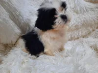 TUFFIE , a male Shih Tzu for sale in Locust Grove, GA – 4 of 10