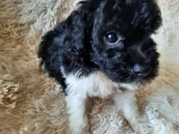 TEDDY BEAR , a male Poodle - Toy  for sale in Locust Grove, GA – 4 of 8