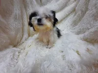 CANDY CANE, a female Shih Tzu for sale in Locust Grove, GA – 7 of 9