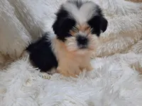 TUFFIE , a male Shih Tzu for sale in Locust Grove, GA – 2 of 10