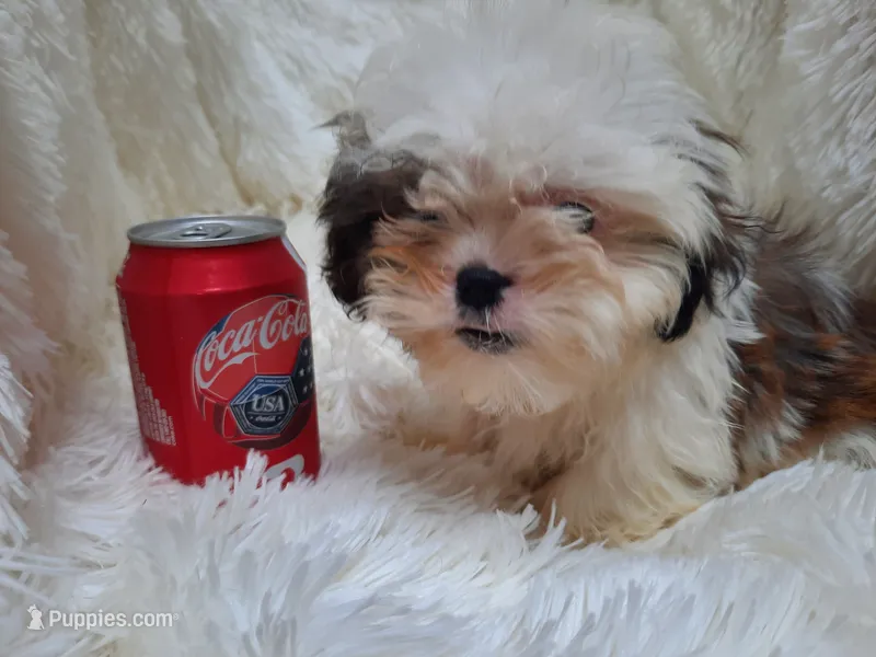 CANDY – Shih Tzu puppy for sale in Locust Grove, GA