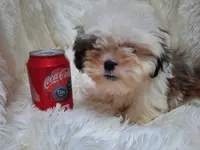 CANDY, a female Shih Tzu for sale in Locust Grove, GA – 1 of 10