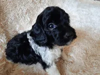 PRINCE, a male Poodle - Toy  for sale in Locust Grove, GA – 10 of 10