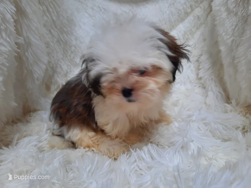 CANDY – Shih Tzu puppy for sale in Locust Grove, GA