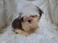 CANDY, a female Shih Tzu for sale in Locust Grove, GA – 2 of 10