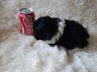 PRINCE, a male Poodle - Toy  for sale in Locust Grove, GA – 5 of 10