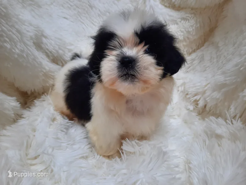 TUFFIE  – Shih Tzu puppy for sale in Locust Grove, GA