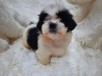 TUFFIE , a male Shih Tzu for sale in Locust Grove, GA – 1 of 10