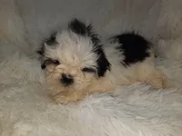 DOLLY, a female Shih Tzu for sale in Locust Grove, GA – Photo 1 of 10