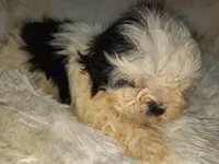 DOLLY, a female Shih Tzu for sale in Locust Grove, GA – Photo 4 of 10