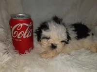 DOLLY, a female Shih Tzu for sale in Locust Grove, GA – Photo 3 of 10