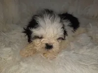 DOLLY, a female Shih Tzu for sale in Locust Grove, GA – Photo 2 of 10