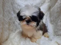 MOLLY, a female Shih Tzu for sale in Locust Grove, GA – Photo 1 of 3