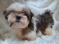 MOLLY, a female Shih Tzu for sale in Locust Grove, GA – Photo 2 of 3