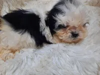 DOLLY, a female Shih Tzu for sale in Locust Grove, GA – Photo 9 of 10