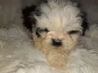 DOLLY, a female Shih Tzu for sale in Locust Grove, GA – Photo 5 of 10