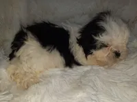 DOLLY, a female Shih Tzu for sale in Locust Grove, GA – Photo 7 of 10