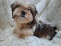 MOLLY, a female Shih Tzu for sale in Locust Grove, GA – Photo 3 of 3