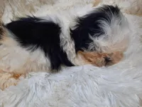 DOLLY, a female Shih Tzu for sale in Locust Grove, GA – Photo 8 of 10