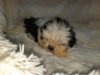 DOLLY, a female Shih Tzu for sale in Locust Grove, GA – Photo 6 of 10