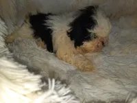 DOLLY, a female Shih Tzu for sale in Locust Grove, GA – Photo 10 of 10