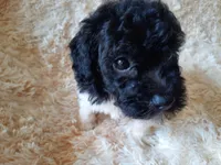 TEDDY BEAR , a male Poodle - Toy  for sale in Locust Grove, GA – 5 of 8
