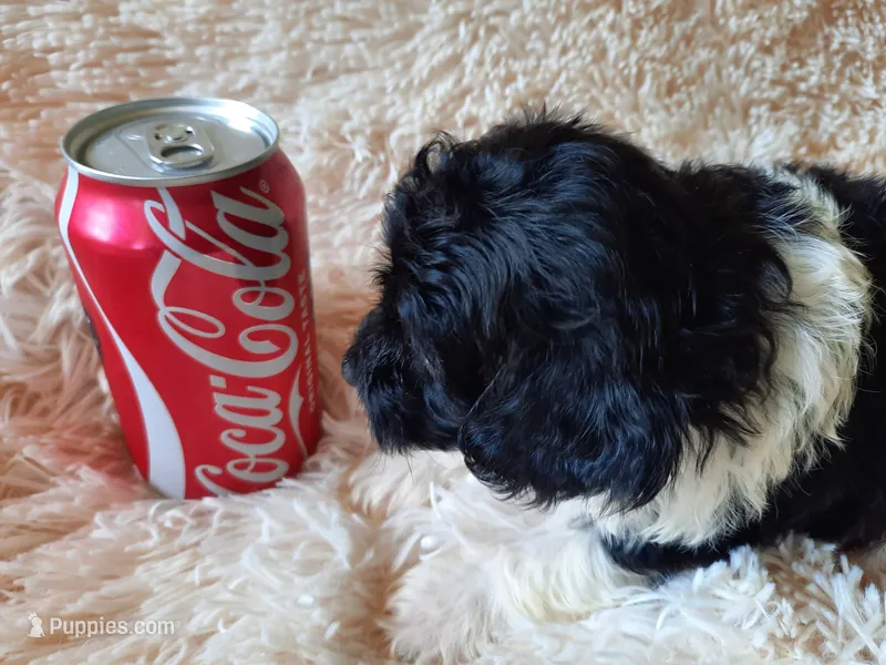 PRINCE – Poodle - Toy  puppy for sale in Locust Grove, GA