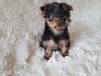 MOLLY, a female Yorkshire Terrier for sale in Locust Grove, GA – 7 of 10