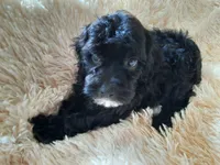 COCO, a male Poodle - Toy  for sale in Locust Grove, GA – 10 of 10