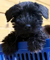Female 1-3, a female Standard Schnauzer for sale in Mitchell, IN – 3 of 4