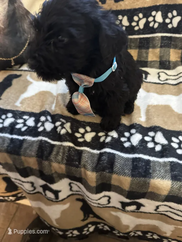 Seven – Standard Schnauzer puppy for sale in Mitchell, IN