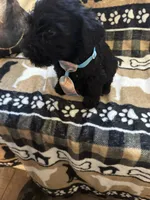 Seven, a female Standard Schnauzer for sale in Mitchell, IN – 1 of 2
