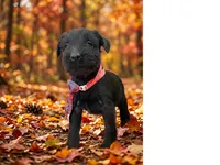 Female 1-3, a female Standard Schnauzer for sale in Mitchell, IN – 4 of 4