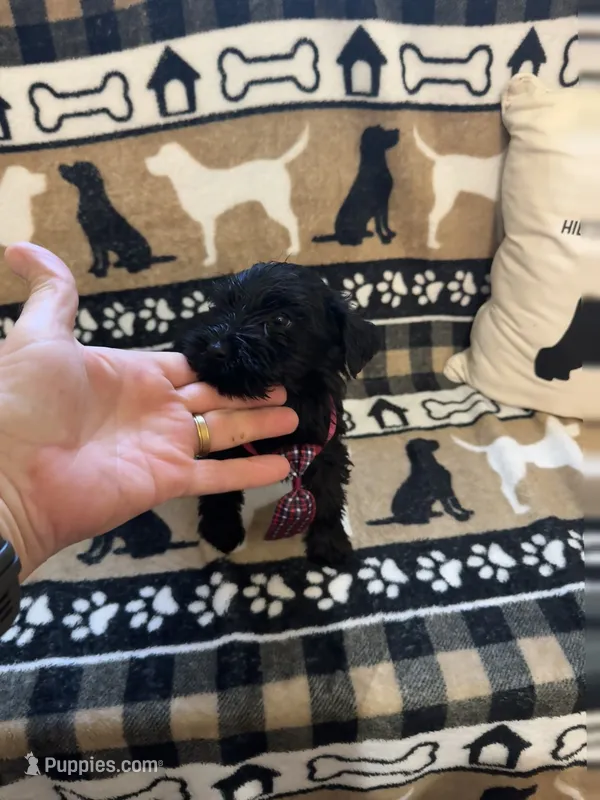 One – Standard Schnauzer puppy for sale in Mitchell, IN