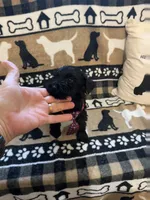 One, a male Standard Schnauzer for sale in Mitchell, IN – 1 of 2