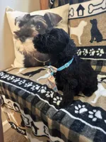 Seven, a female Standard Schnauzer for sale in Mitchell, IN – 2 of 2