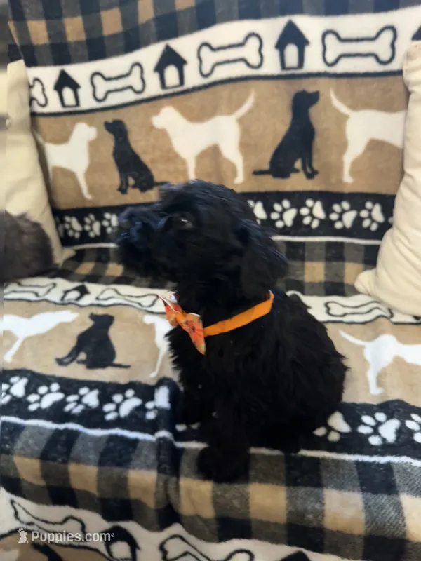Five – Standard Schnauzer puppy for sale in Mitchell, IN