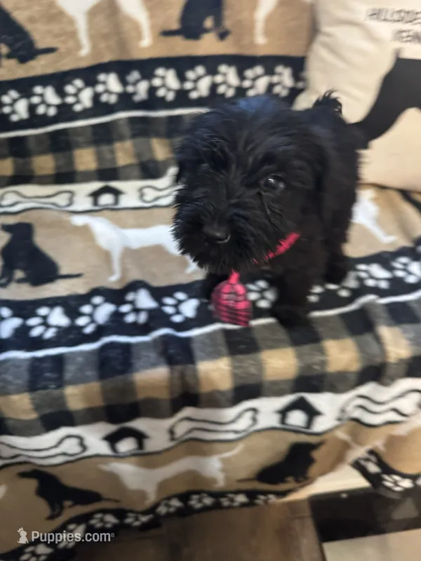 Six – Standard Schnauzer puppy for sale in Mitchell, IN
