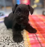 Female 1-3, a female Standard Schnauzer for sale in Mitchell, IN – 2 of 4