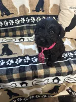 Six, a female Standard Schnauzer for sale in Mitchell, IN – 2 of 2