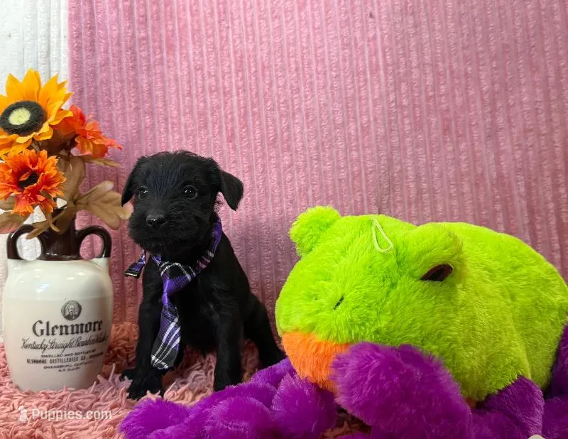 Spencer – Standard Schnauzer puppy for sale in Mitchell, IN