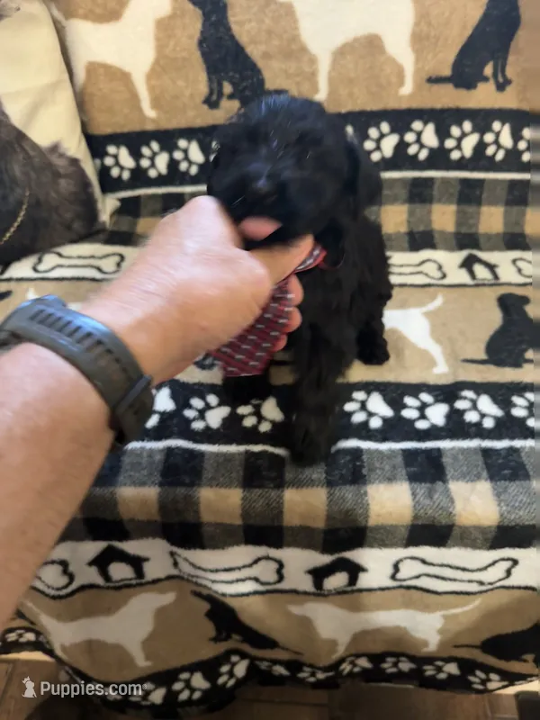 Three – Standard Schnauzer puppy for sale in Mitchell, IN