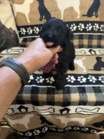 Three, a female Standard Schnauzer for sale in Mitchell, IN – 1 of 2