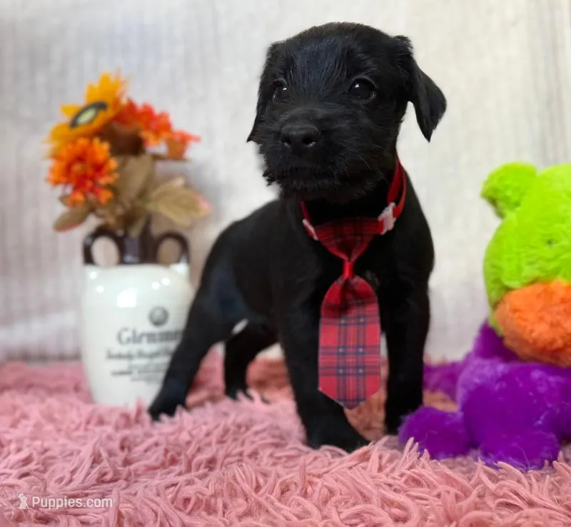Riley – Standard Schnauzer puppy for sale in Mitchell, IN